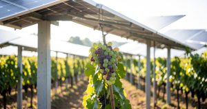 Panneaux solaires IA : -4°C et -41% d'eau pour les vignes en 2026